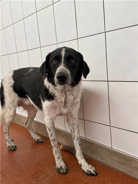 Joey, a 2 years old male Border Collie available for adoption from Border Collie Trust in Staffordshire