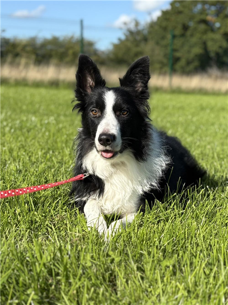 Zen, a 2 years old male Border Collie available for adoption from Border Collie Trust in Staffordshire