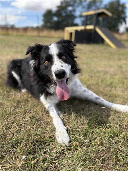 Chase, a 9 years old male Border Collie available for adoption from Border Collie Trust in Staffordshire