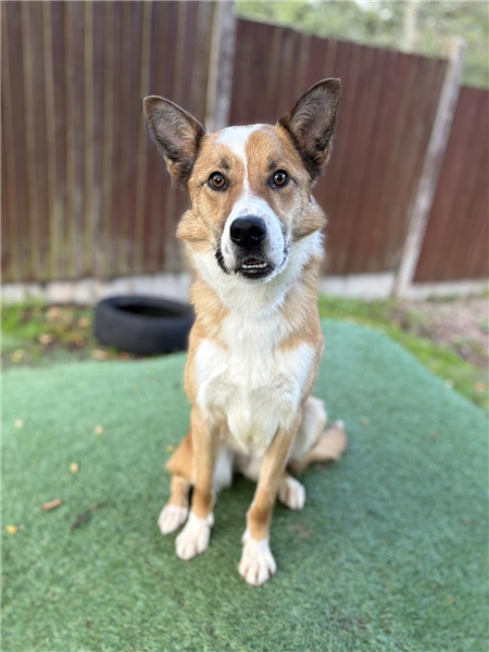 Dash, a 2 years old male Border Collie X available for adoption from Border Collie Trust in Staffordshire