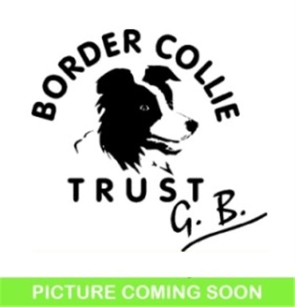 Bernard, a 3 years old male Border Collie available for adoption from Border Collie Trust in Staffordshire