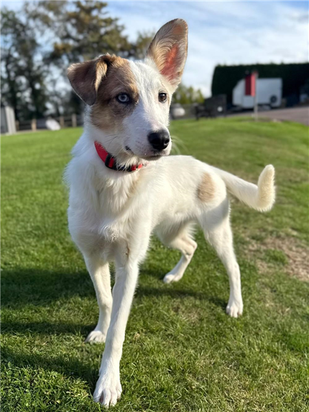 Thea, a 5 months old female Border Collie X available for adoption from Border Collie Trust in Staffordshire