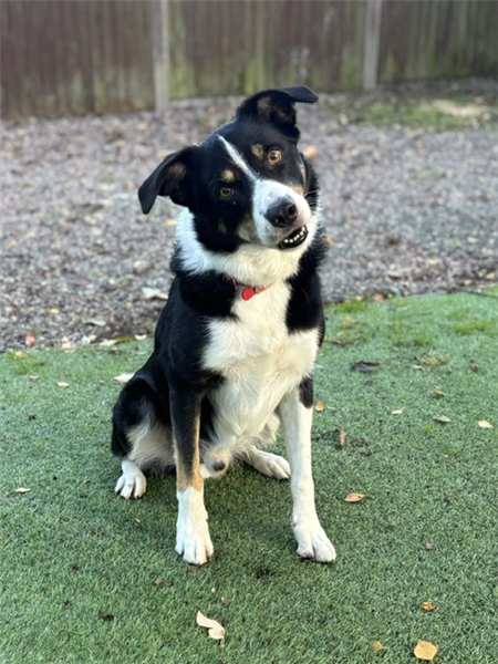 Shep, a 8 years old male Border Collie available for adoption from Border Collie Trust in Staffordshire