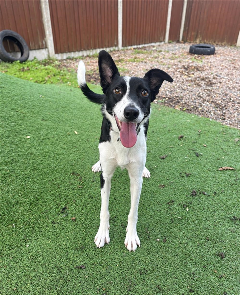 Flo, a 2 years old female Border Collie available for adoption from Border Collie Trust in Staffordshire