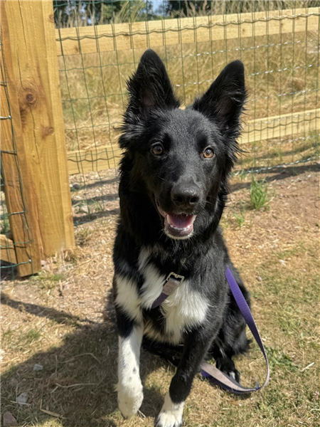 Buttons, a 9 months old female Border Collie available for adoption from Border Collie Trust in Staffordshire