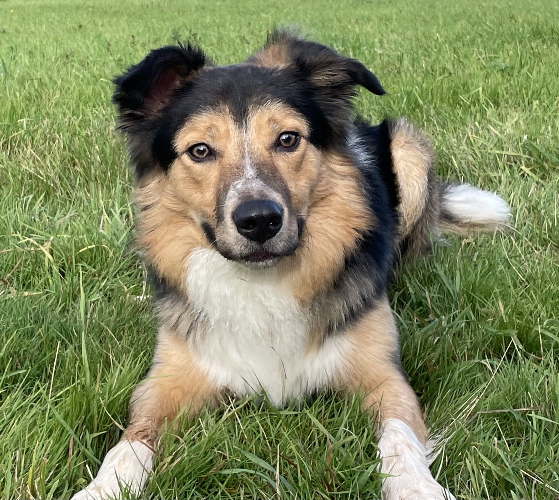 Ash, a 1 year old male Border Collie available for adoption from Borders Pet Rescue in Scotland