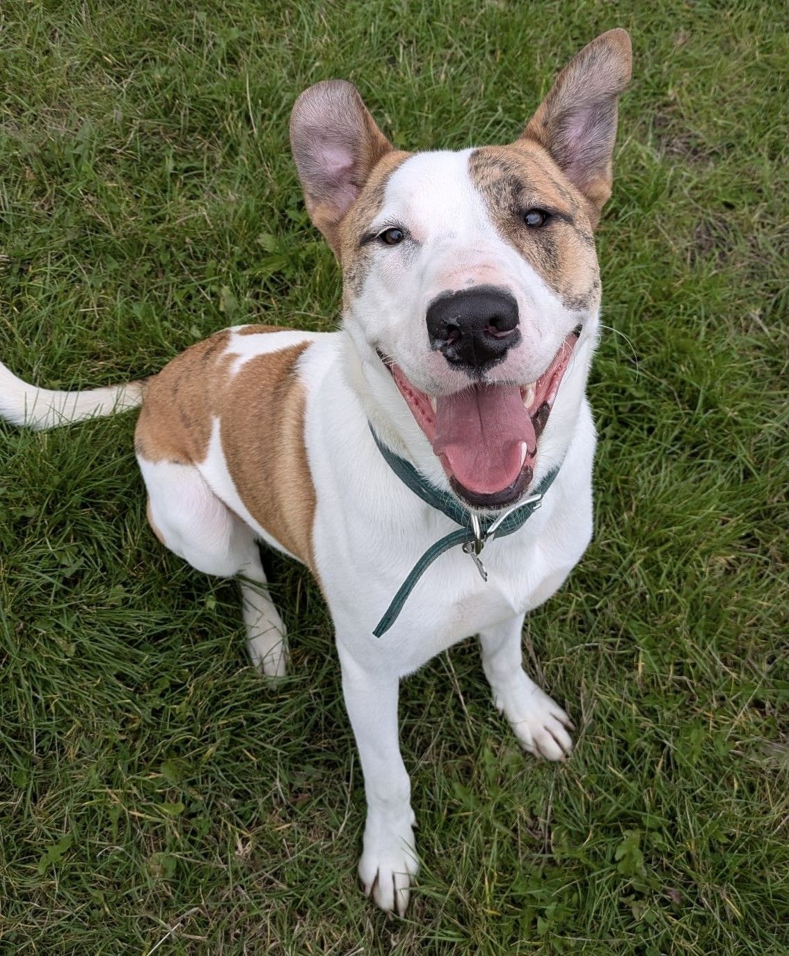 Caesar, a 9 months old male Crossbreed available for adoption from Borders Pet Rescue in Scotland