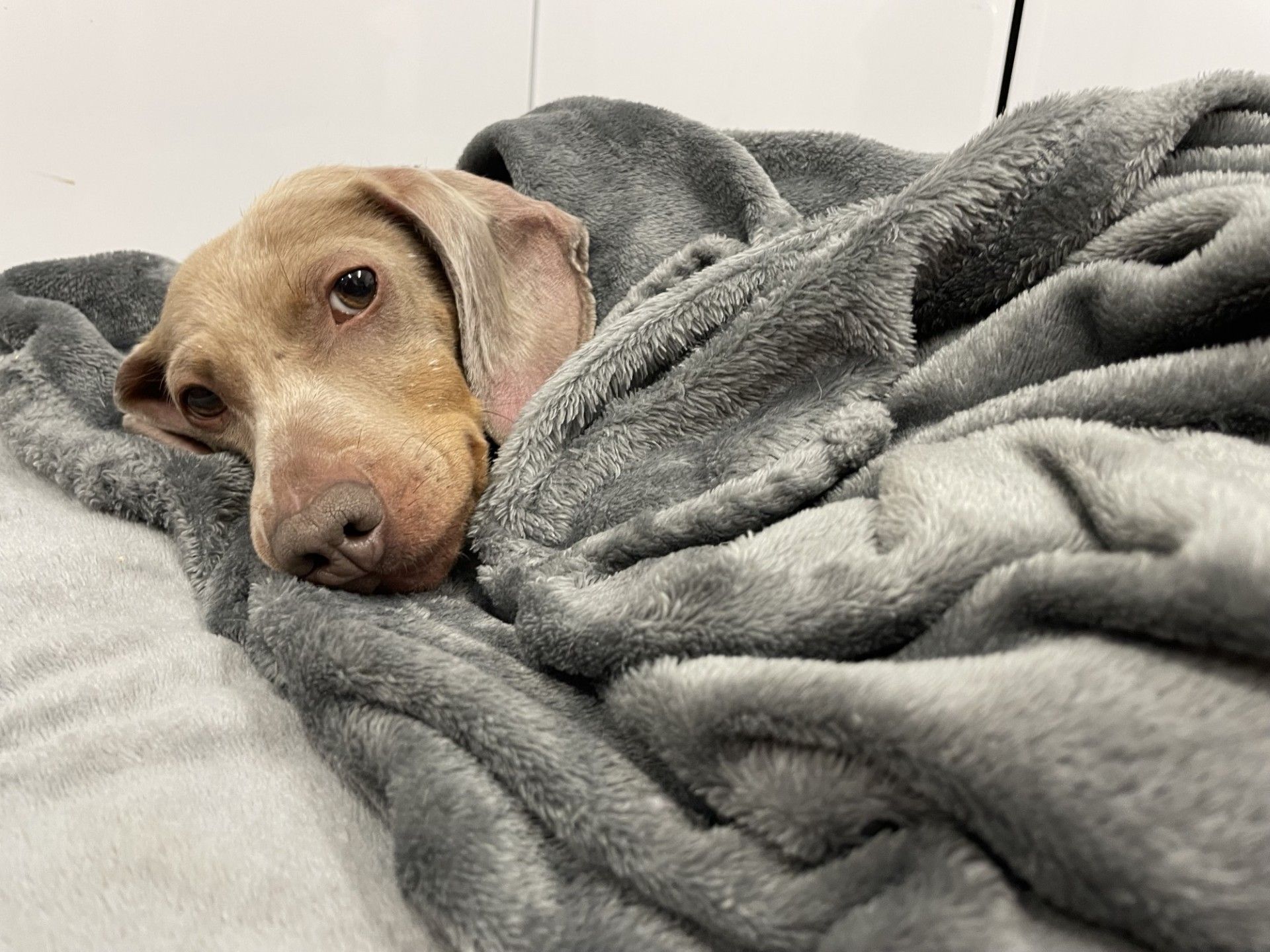 Roo, a 5 years old female Dachshund available for adoption from Borders Pet Rescue in Scotland