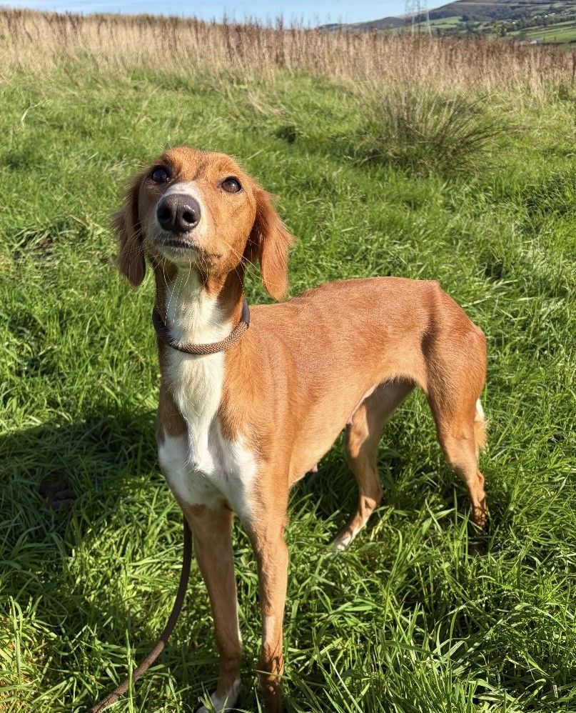 Ginger, a 2 years old female Saluki available for adoption from Borders Pet Rescue in Scotland