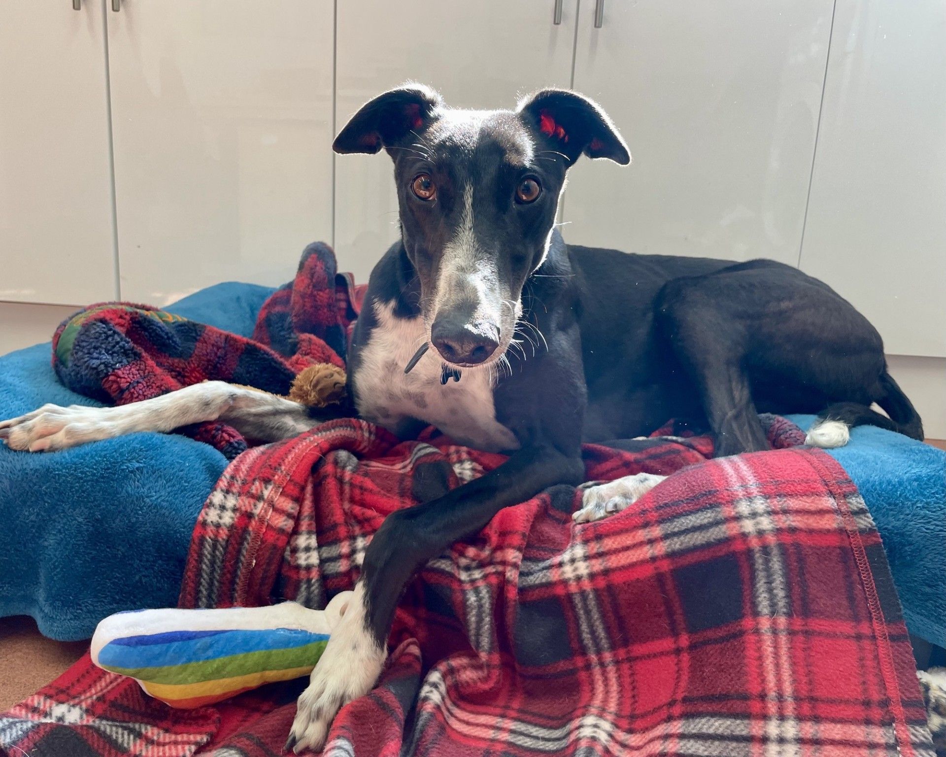Mackay, a 3 years old male Greyhound available for adoption from Borders Pet Rescue in Scotland