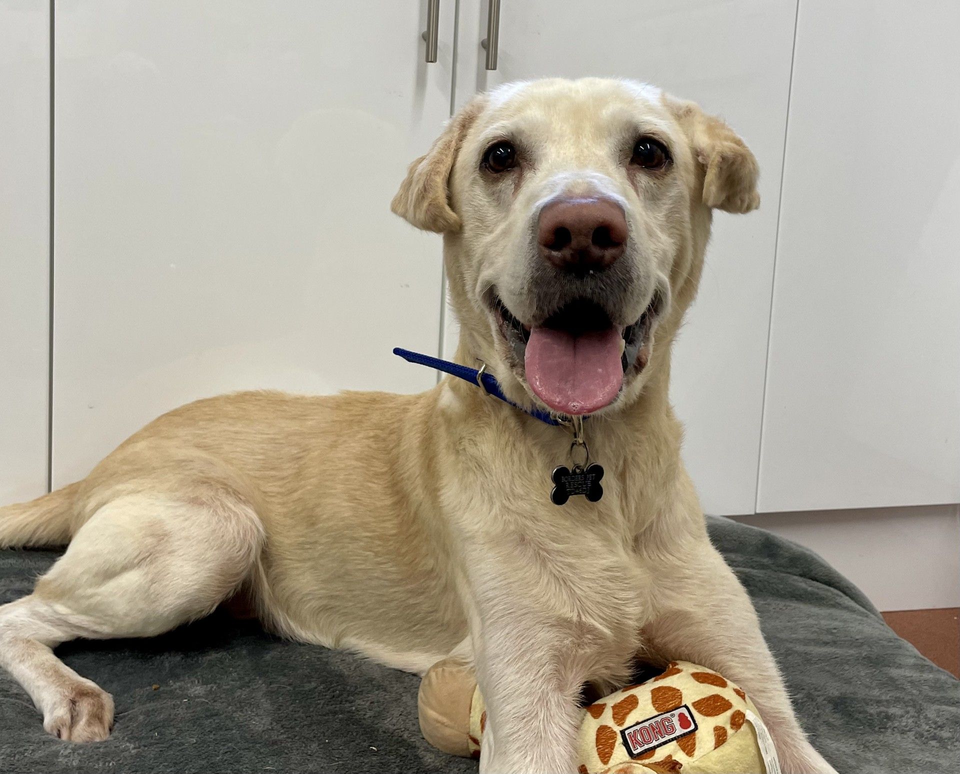 Charlie, a 13 years old male Labrador available for adoption from Borders Pet Rescue in Scotland