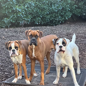 Hope, a 2 years old female Boxer available for adoption from Boxer Rescue Southern in Surrey