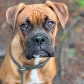 Max, a 2 years old male Boxer available for adoption from Boxer Rescue Southern in Surrey