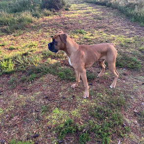 Flynn, a 3 years old male Boxer available for adoption from Boxer Rescue Southern in Surrey