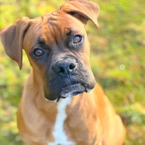 Harvey, a 2 years old male Boxer available for adoption from Boxer Rescue Southern in Surrey