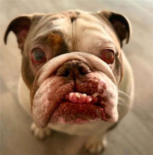 Bailey, a 10 years old male Bulldog available for adoption from Bulldog Rescue in West Sussex
