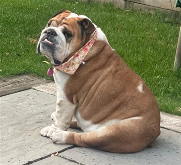 Dolly, a 7 years old female Bulldog available for adoption from Bulldog Rescue in West Sussex