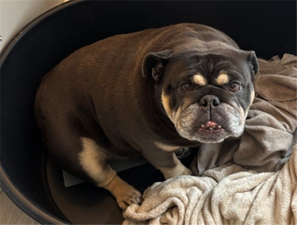 Blue, a 7 years old female Bulldog available for adoption from Bulldog Rescue in West Sussex