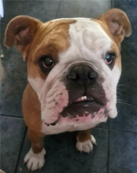 Simba, a 4 years old male Bulldog available for adoption from Bulldog Rescue in West Sussex