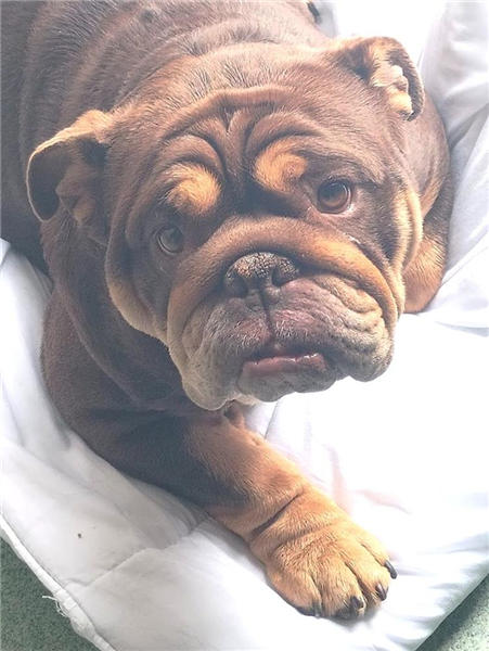 Daisy, a 4 years old female Bulldog available for adoption from Bulldog Rescue in West Sussex