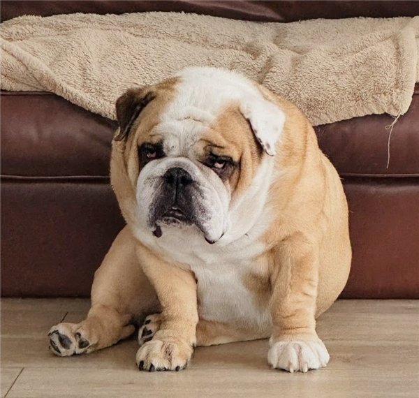Thor, a 4 years old male Bulldog available for adoption from Bulldog Rescue in West Sussex