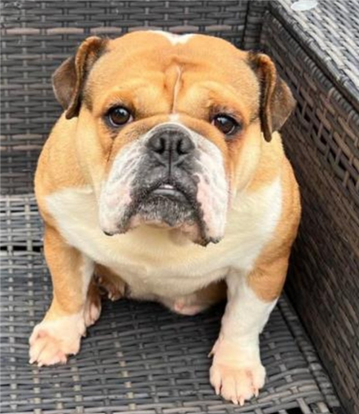Willow, a 7 years old female Bulldog available for adoption from Bulldog Rescue in West Sussex