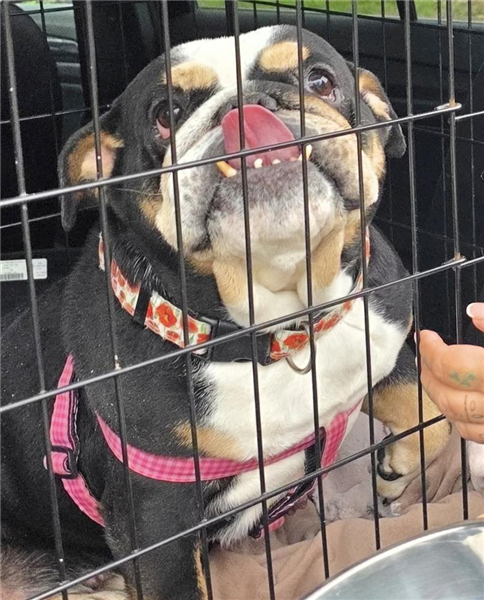 Lady Gruffalo, a 7 years old female Bulldog available for adoption from Bulldog Rescue in West Sussex