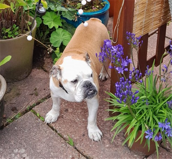 Belinda, a 5 years old female Bulldog available for adoption from Bulldog Rescue in West Sussex