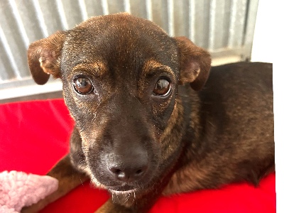 Star, a 18 months old female Unknown available for adoption from Cause 4 Paws Dog Rescue in Hampshire