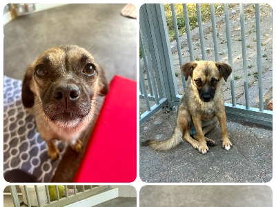 Marlene, a 10 months old female Affenpinscher available for adoption from Cause 4 Paws Dog Rescue in Hampshire