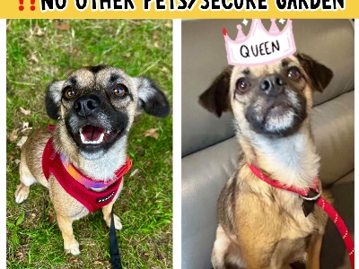 Marlene, a 12 months old female Unknown available for adoption from Cause 4 Paws Dog Rescue in Hampshire