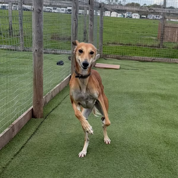 Arial, a female Lurcher available for adoption from Cheshire Sighthound Rescue in Cheshire