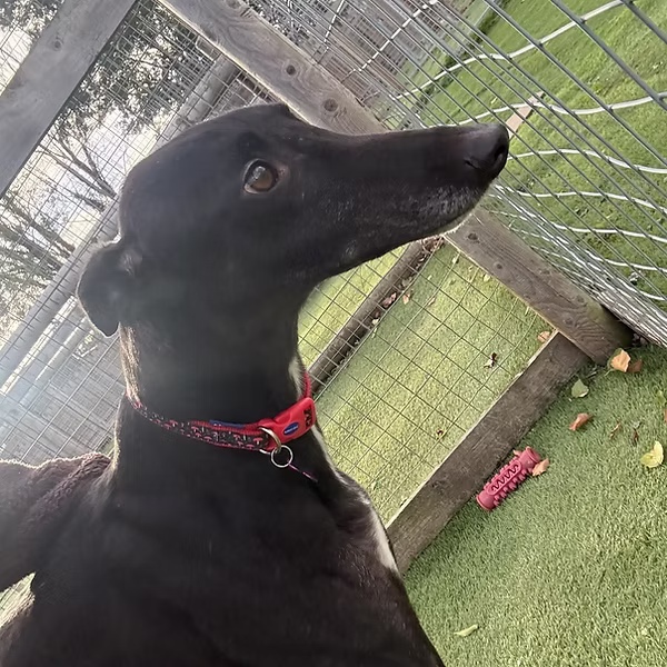 Harry, a 4 years old male Greyhound available for adoption from Cheshire Sighthound Rescue in Cheshire
