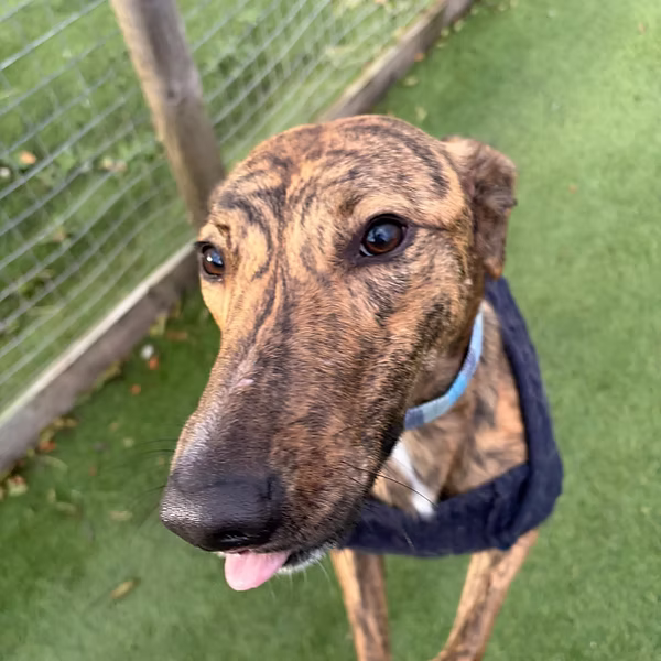 Goose, a male Lurcher available for adoption from Cheshire Sighthound Rescue in Cheshire