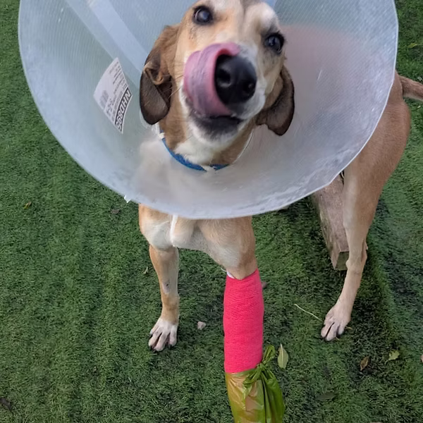Rodney, a male Lurcher available for adoption from Cheshire Sighthound Rescue in Cheshire