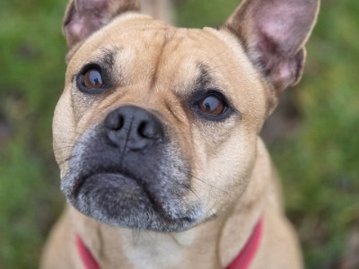 Abi, a 2 years old female French Bulldog available for adoption from Chilterns Dog Rescue Society in Hertfordshire