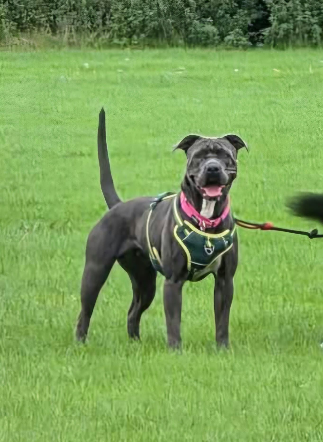 Skylar, a 2 years old female Cane Corso X available for adoption from Destitute Animals Shelter in Greater Manchester