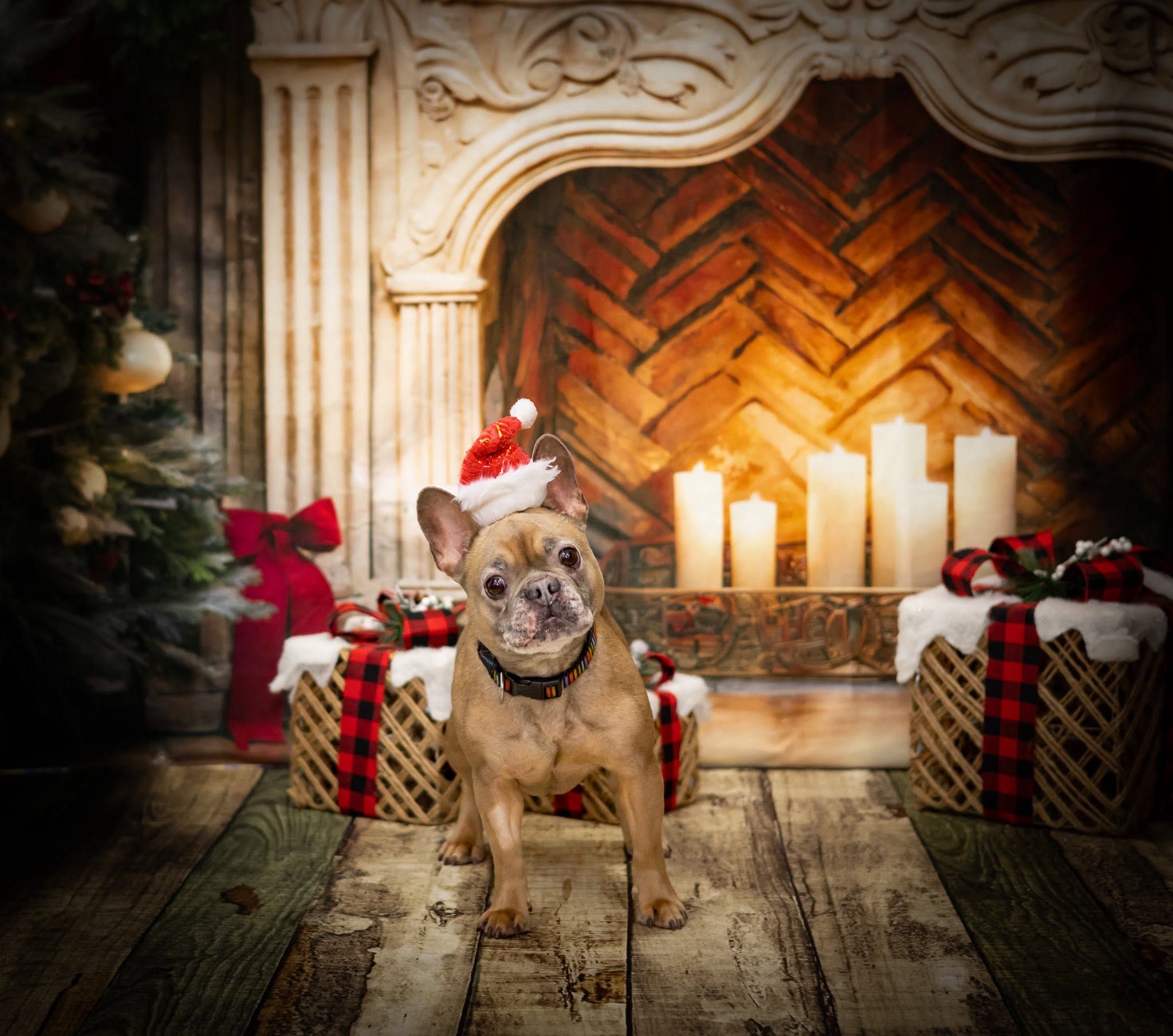 Lola, a 6 years old female French Bulldog available for adoption from Destitute Animals Shelter in Greater Manchester