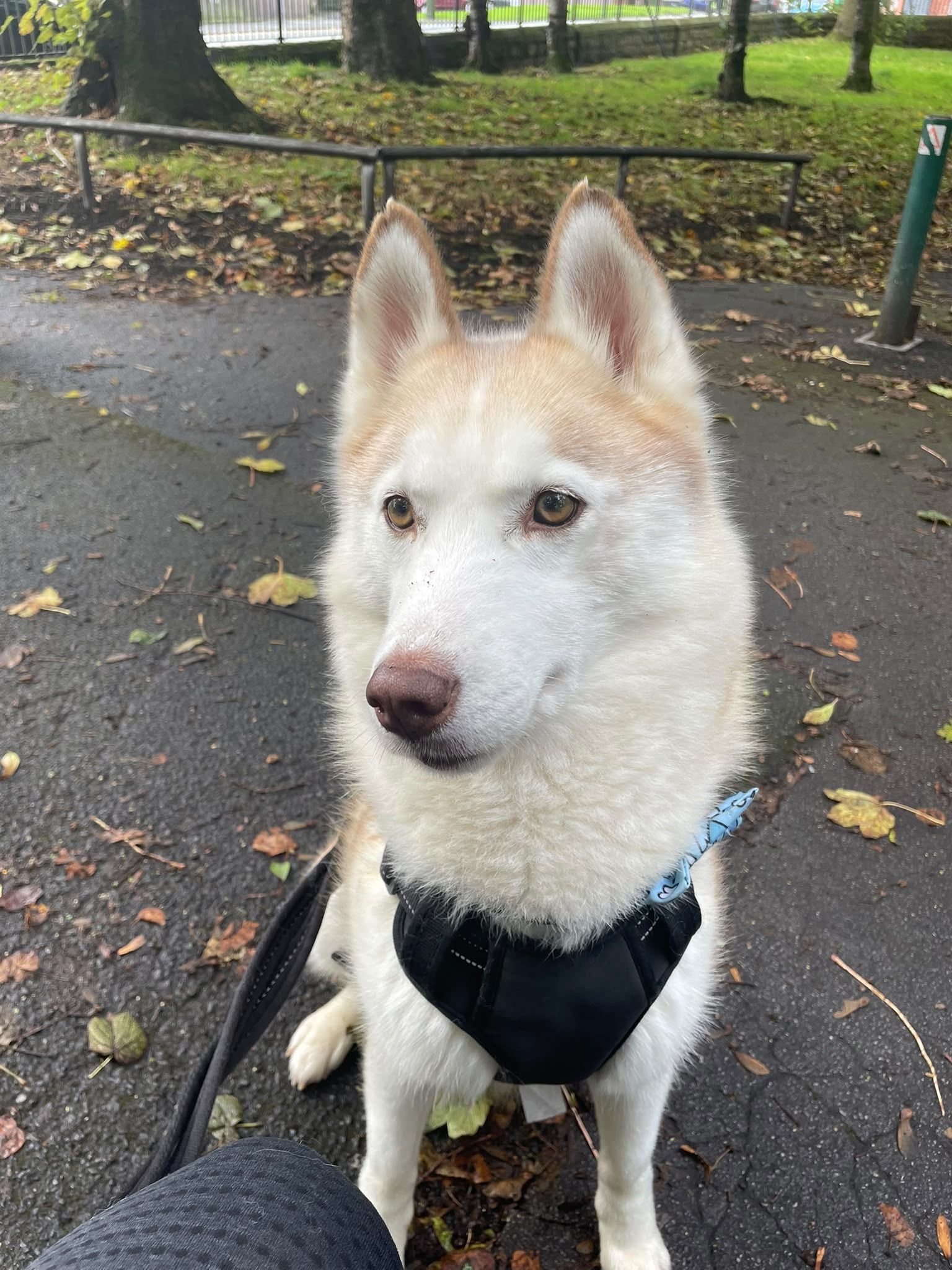 Breeze, a 7 years old female Siberian Husky available for adoption from Destitute Animals Shelter in Greater Manchester