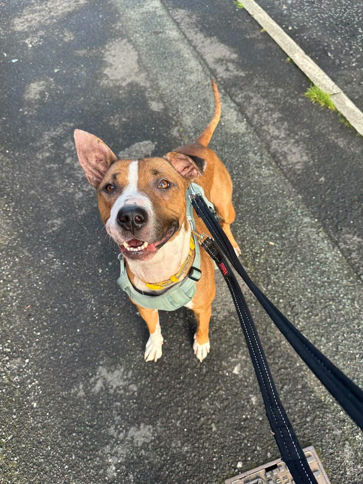Cleo, a 3 years old female Staffordshire Bull Terrier X available for adoption from Destitute Animals Shelter in Greater Manchester