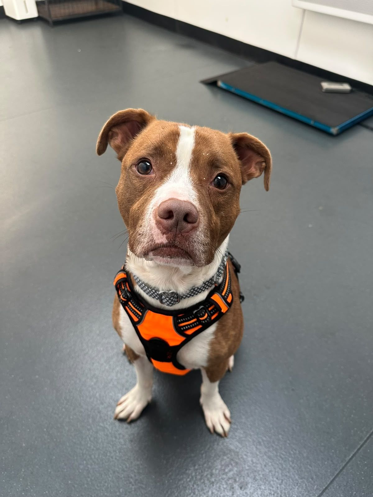 Marko, a 2 years old male Staffordshire Bull Terrier X available for adoption from Destitute Animals Shelter in Greater Manchester