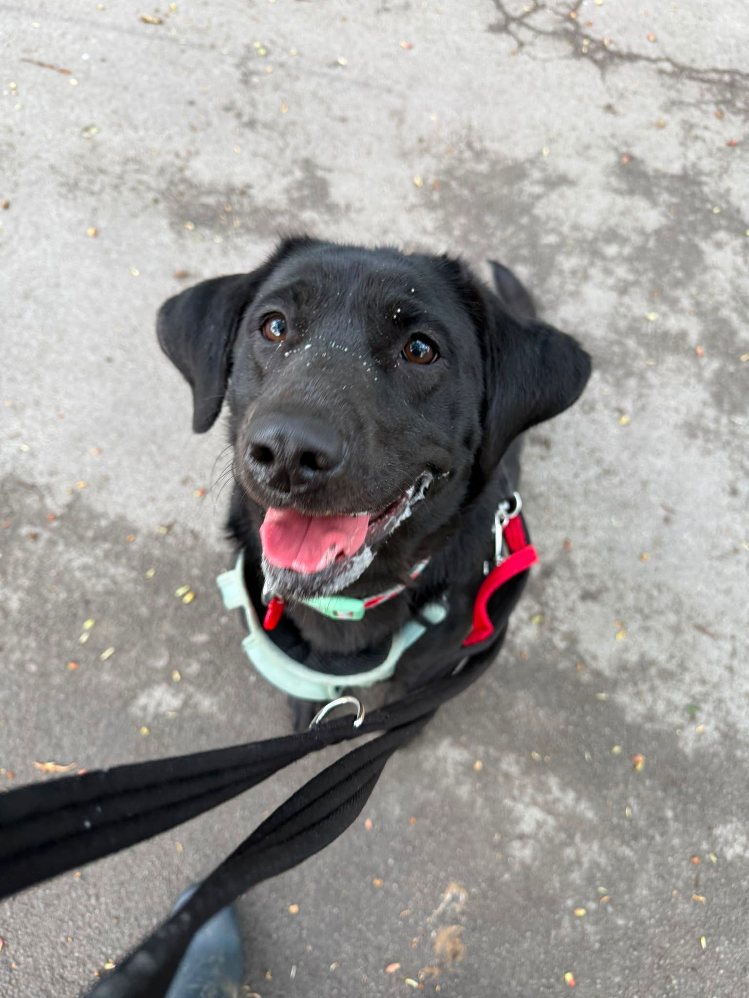 Mabel, a 2 years old female Labrador available for adoption from Destitute Animals Shelter in Greater Manchester