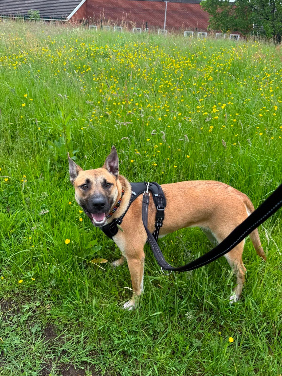 Cinderella, a 1 year old female Dutch Shepherd X Bulldog available for adoption from Destitute Animals Shelter in Greater Manchester
