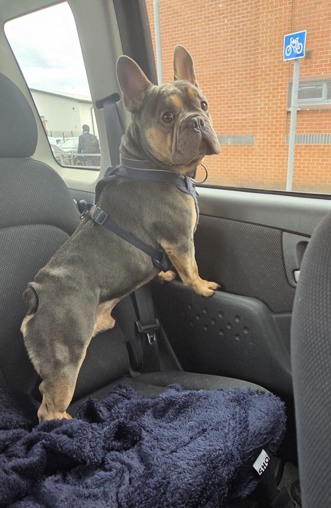 Milo, a 4 years old male French Bulldog available for adoption from Destitute Animals Shelter in Greater Manchester