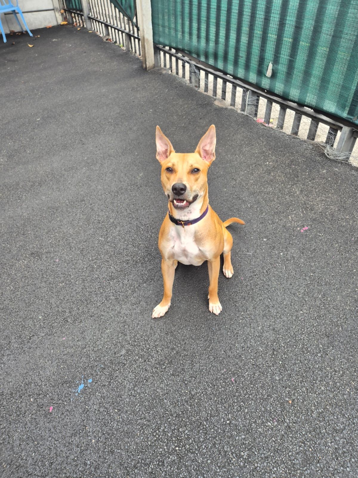 Milo, a 1 year old male Rhodesian Ridgeback X available for adoption from Destitute Animals Shelter in Greater Manchester
