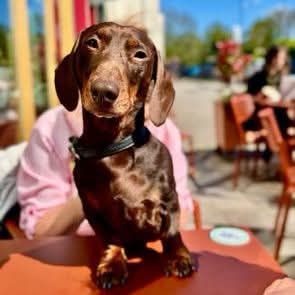 Buddy, a 3 years old male Dachshund available for adoption from Destitute Animals Shelter in Greater Manchester