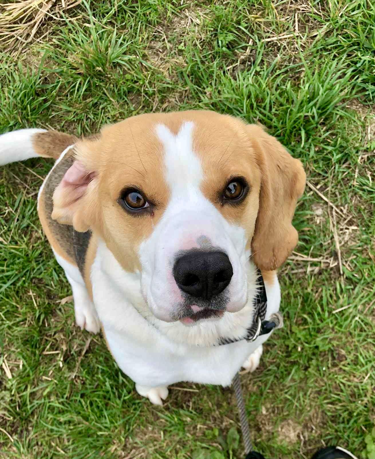 Bertie The Beagle, a male Beagle available for adoption from Doris Banham Dog Rescue in Nottinghamshire