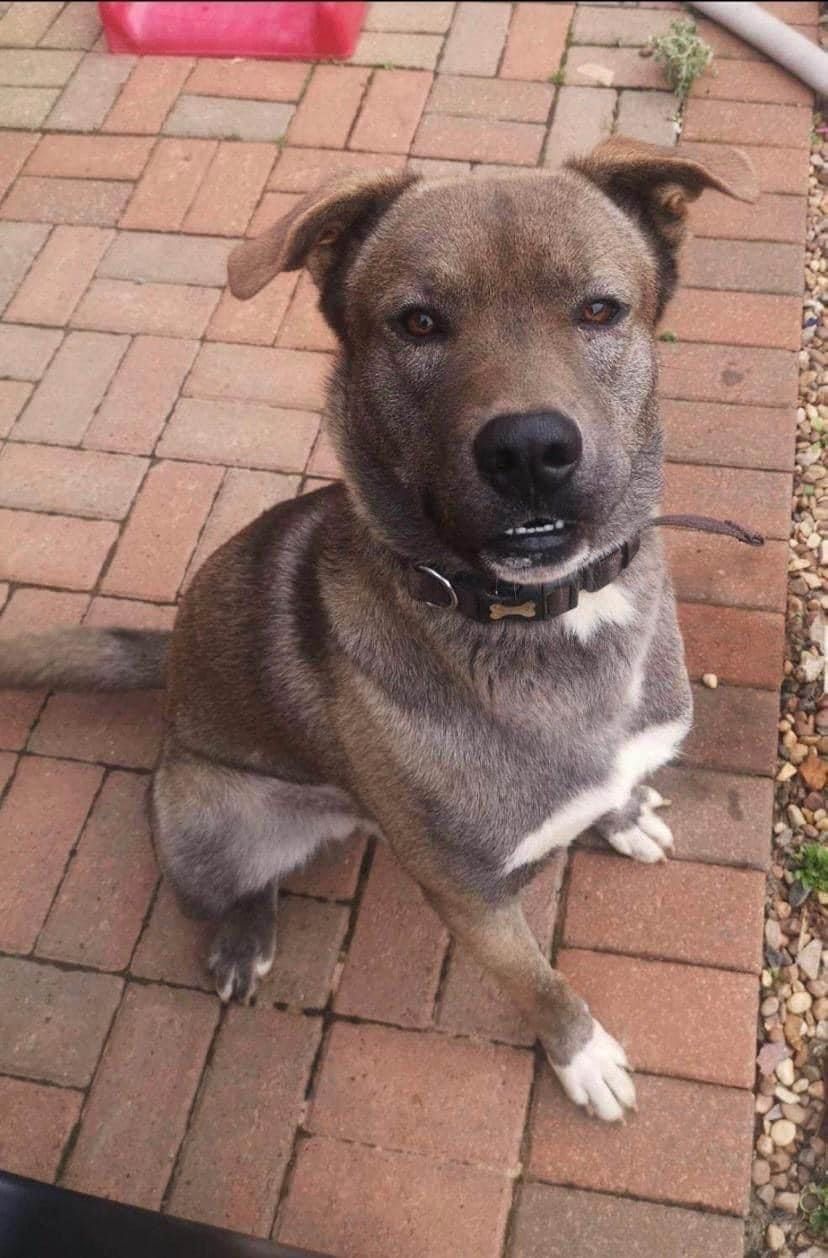 Loki, a male Siberian Husky available for adoption from Doris Banham Dog Rescue in Nottinghamshire