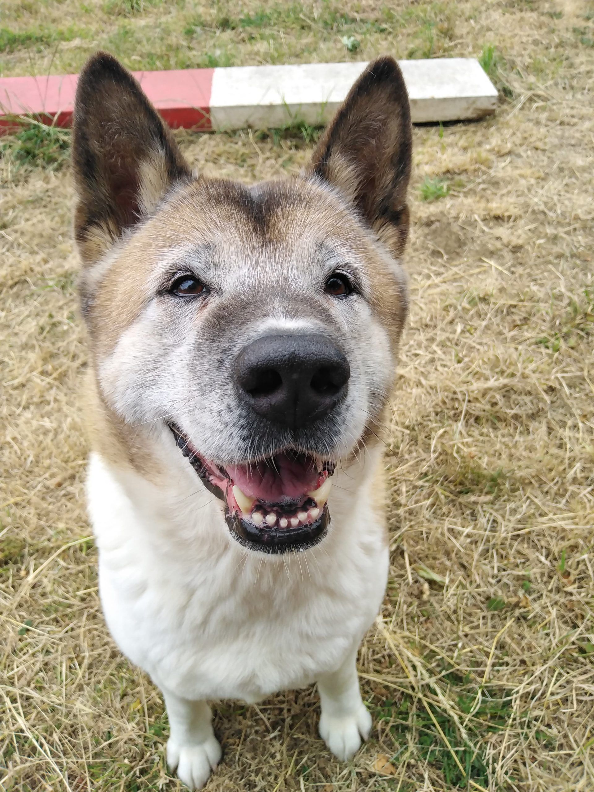 Mikka, a female Akita available for adoption from Doris Banham Dog Rescue in Nottinghamshire