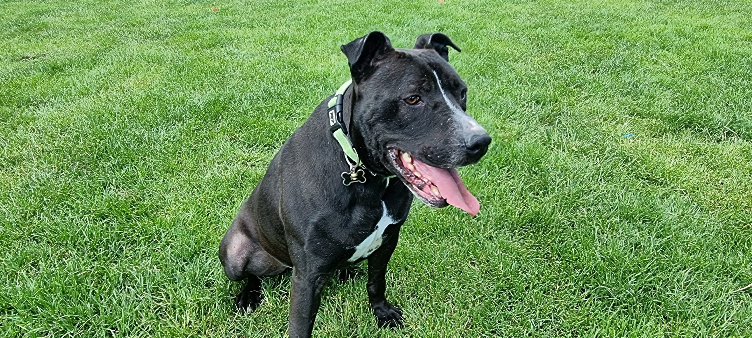 Bronx, a Unknown old male Unknown available for adoption from Doris Banham Dog Rescue in Nottinghamshire